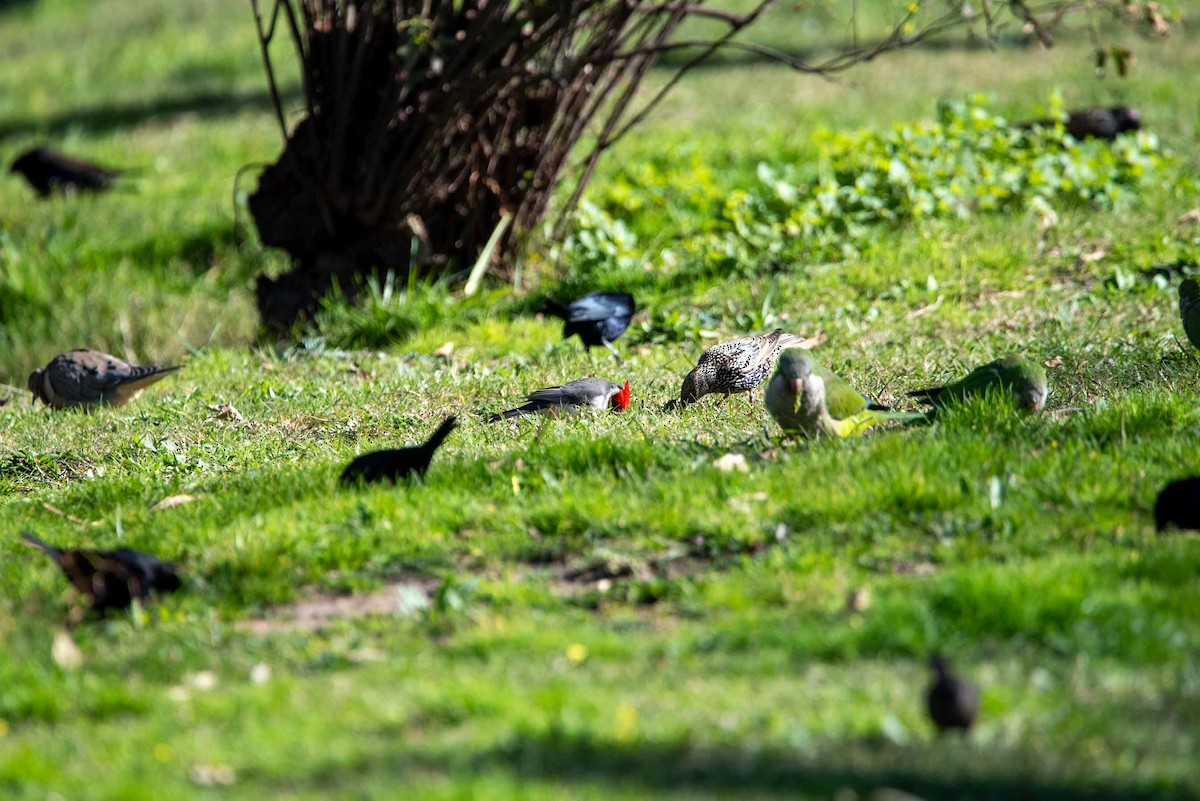 European Starling - Felipe Penedo