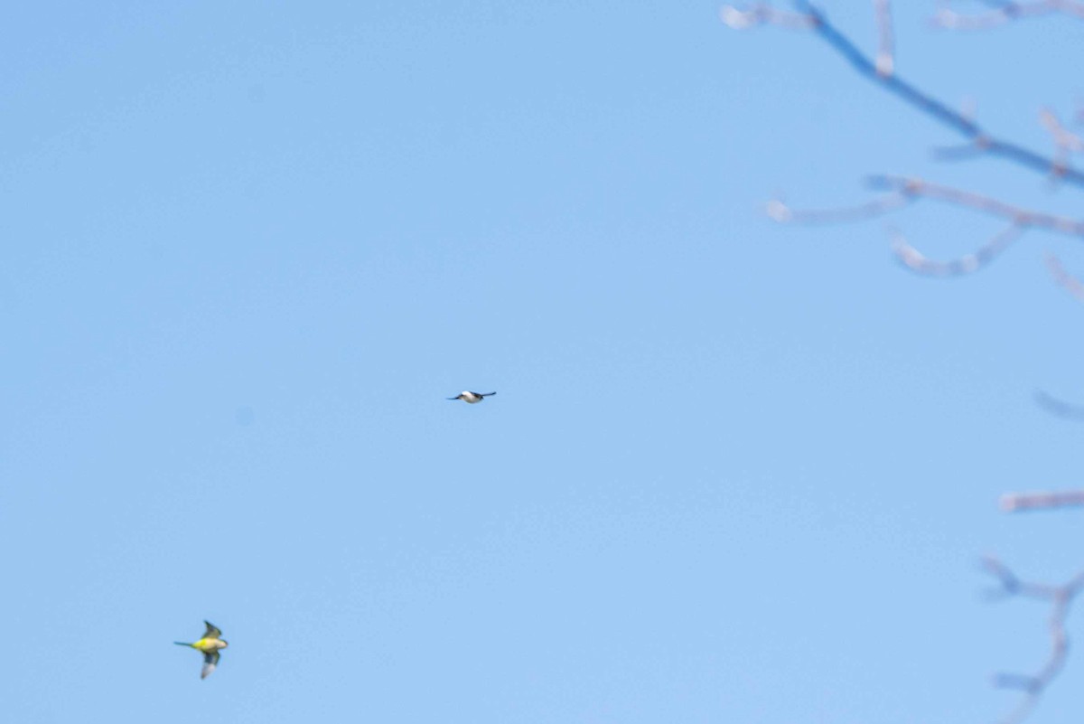 White-rumped Swallow - ML624088856