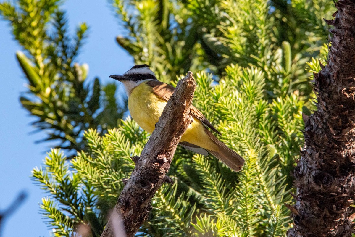 Great Kiskadee - ML624088860