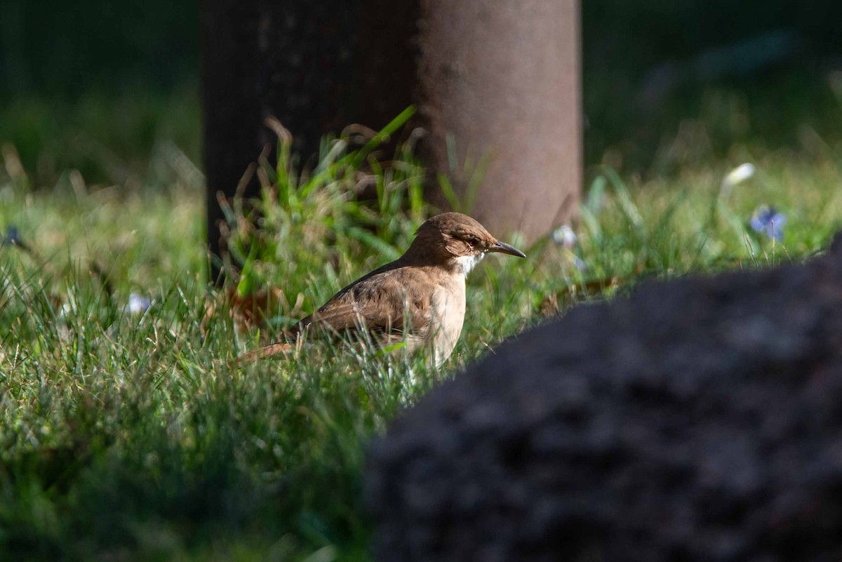 Rufous Hornero - ML624088863