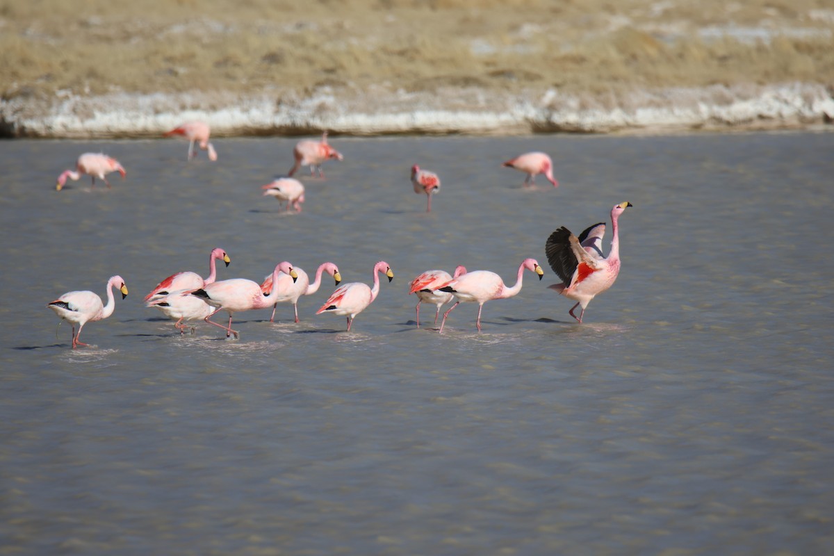 Andean Flamingo - Hederd Torres Devia