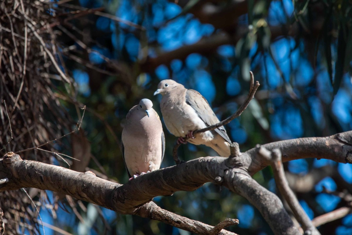 Eared Dove - ML624088875