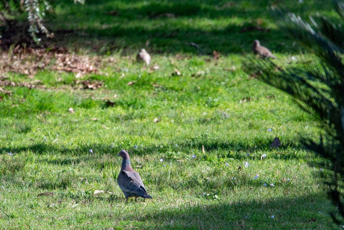 Picazuro Pigeon - ML624088879