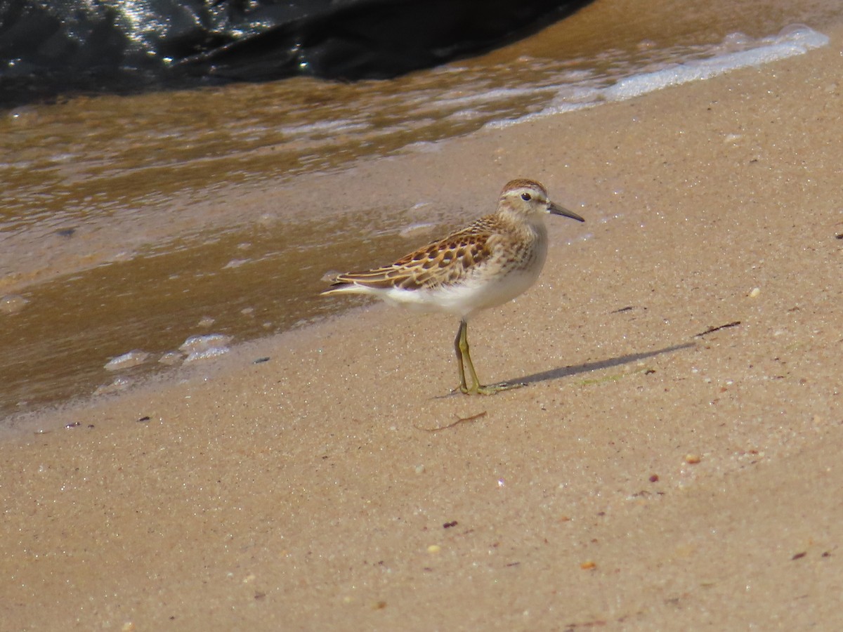 Least Sandpiper - ML624088880