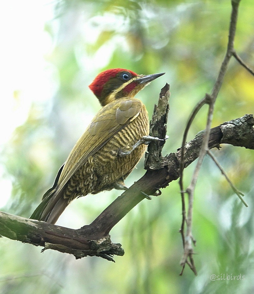 Golden-green Woodpecker - ML624088902