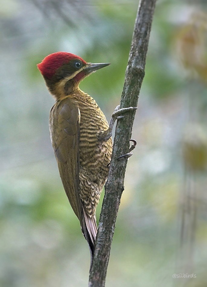 Golden-green Woodpecker - ML624088903