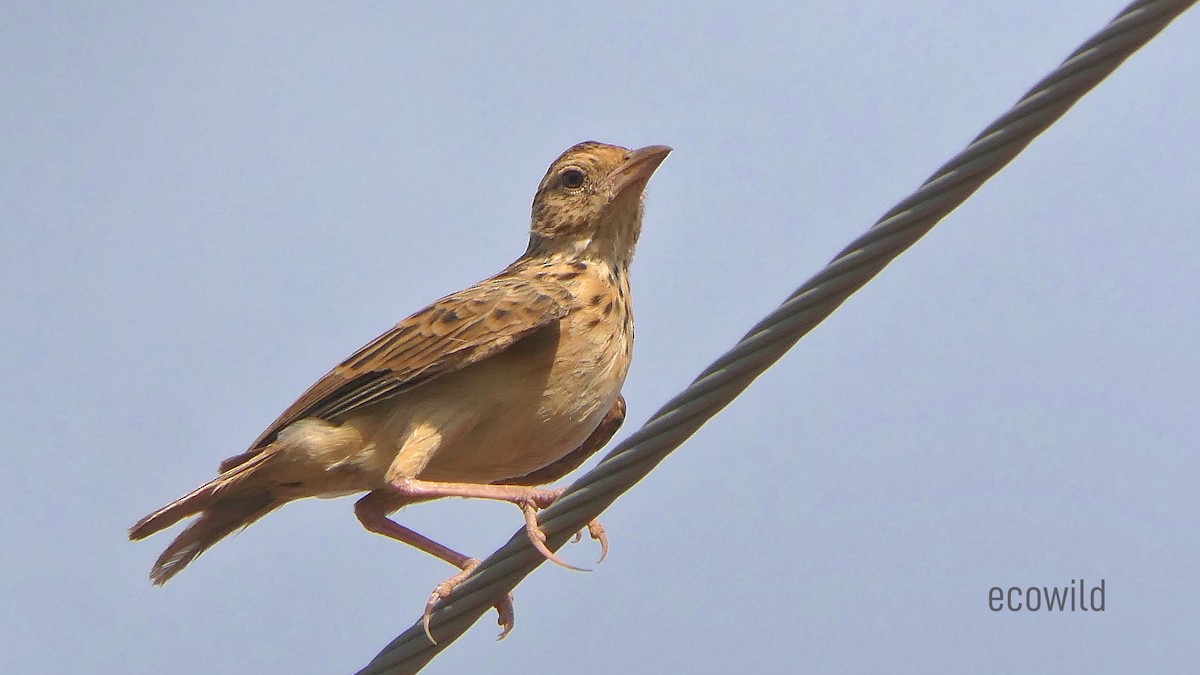 Jerdon's Bushlark - ML624088916