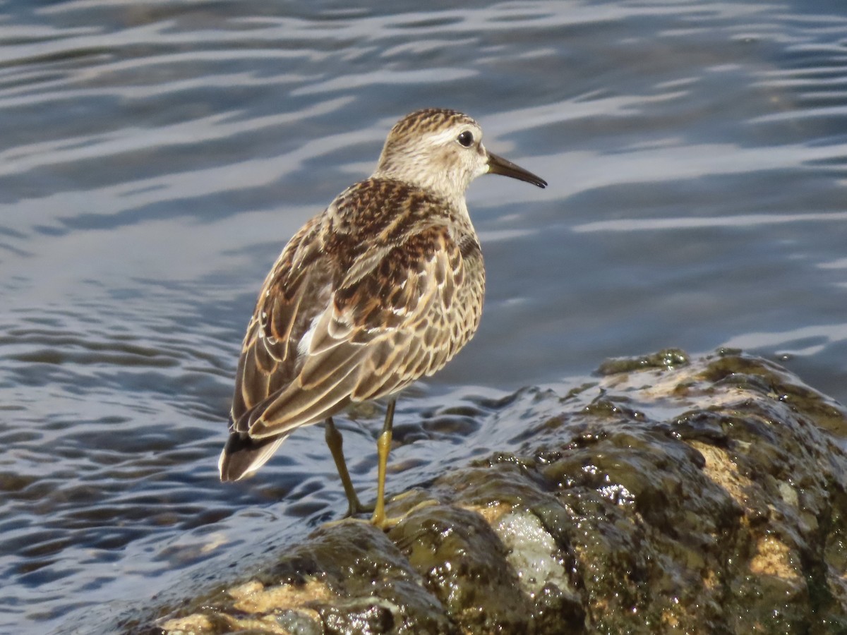 Least Sandpiper - ML624088926