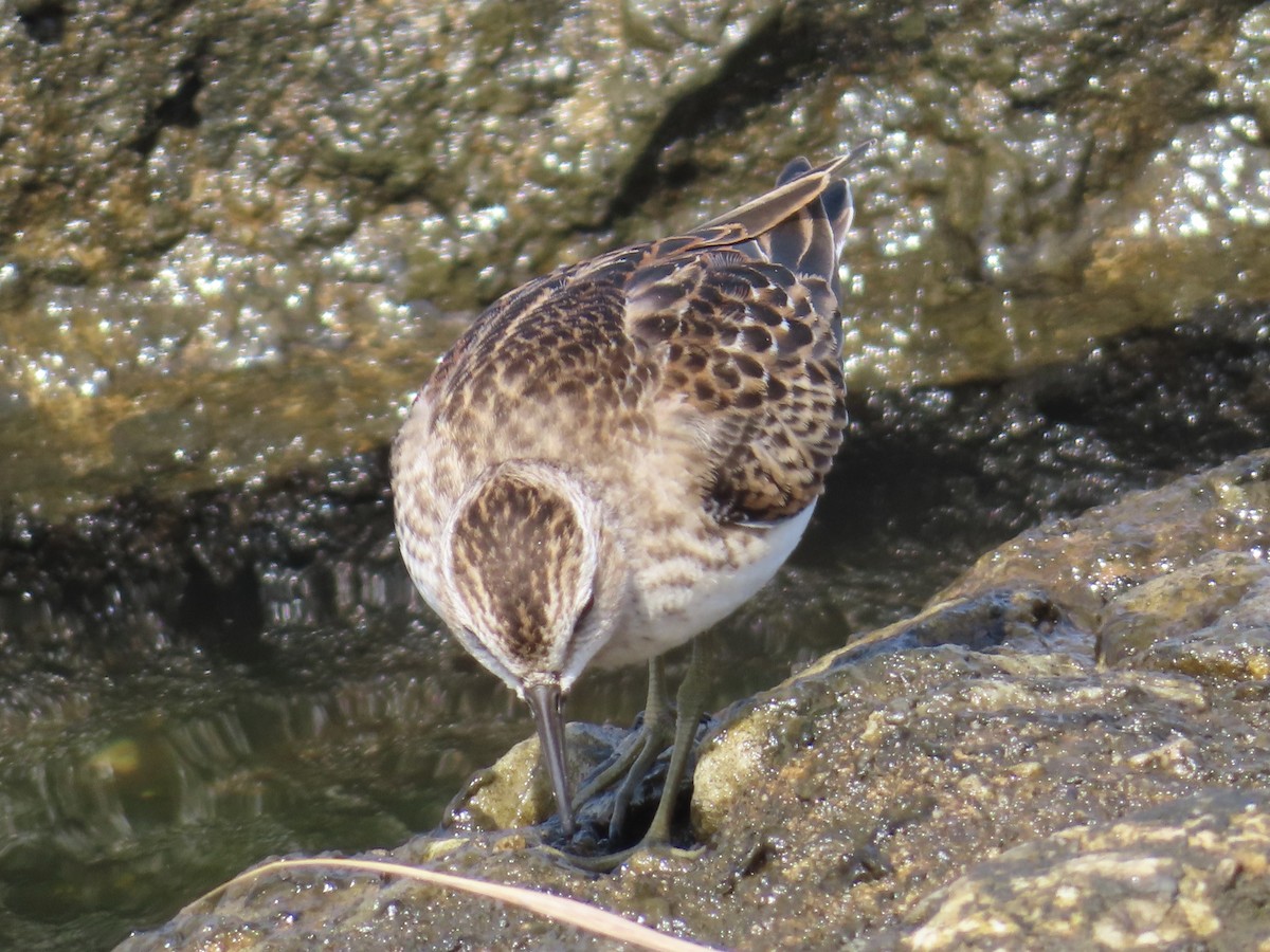 Least Sandpiper - ML624088930