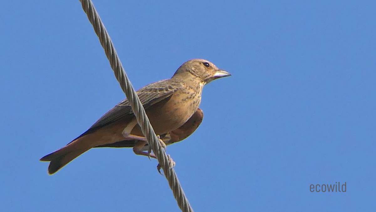 Rufous-tailed Lark - ML624088931