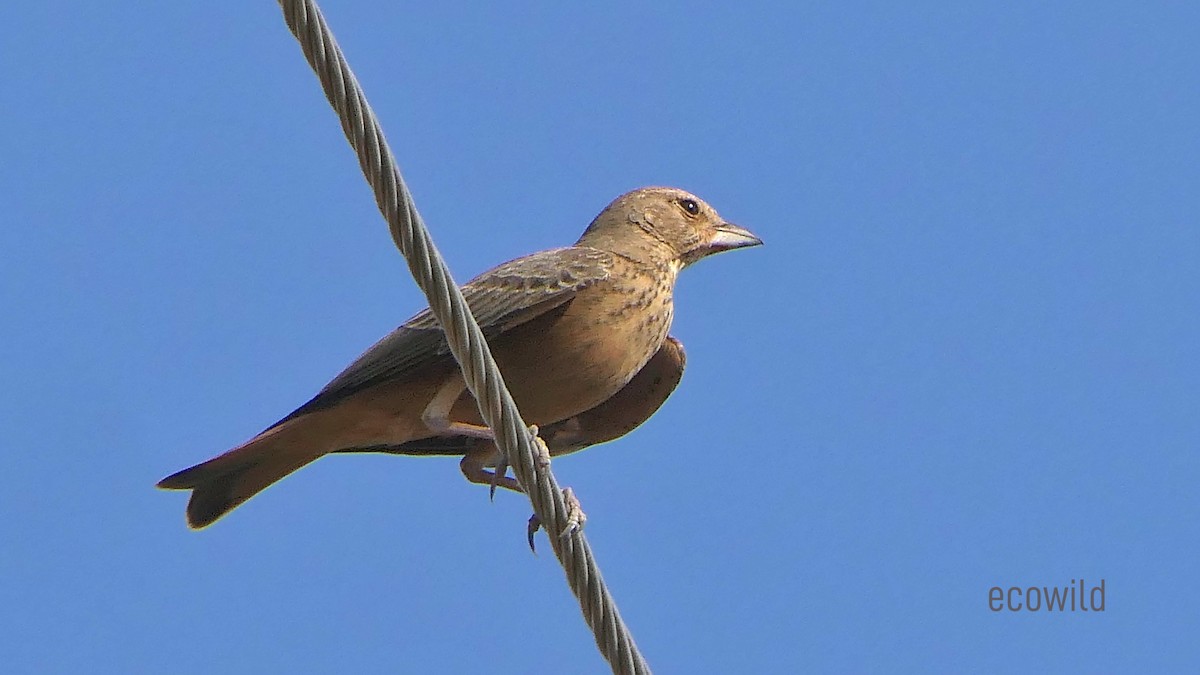 Rufous-tailed Lark - ML624088932