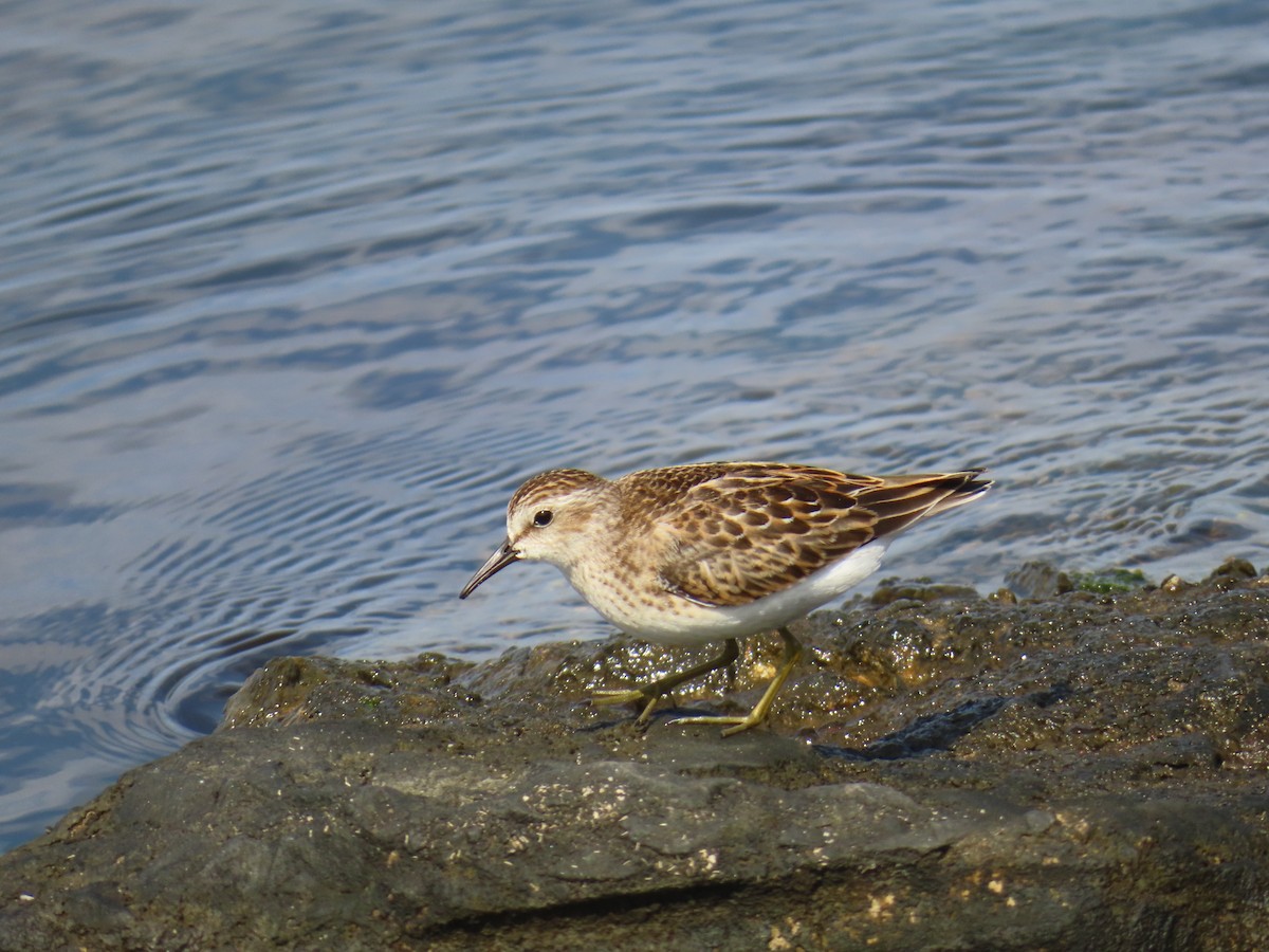 Least Sandpiper - ML624088939