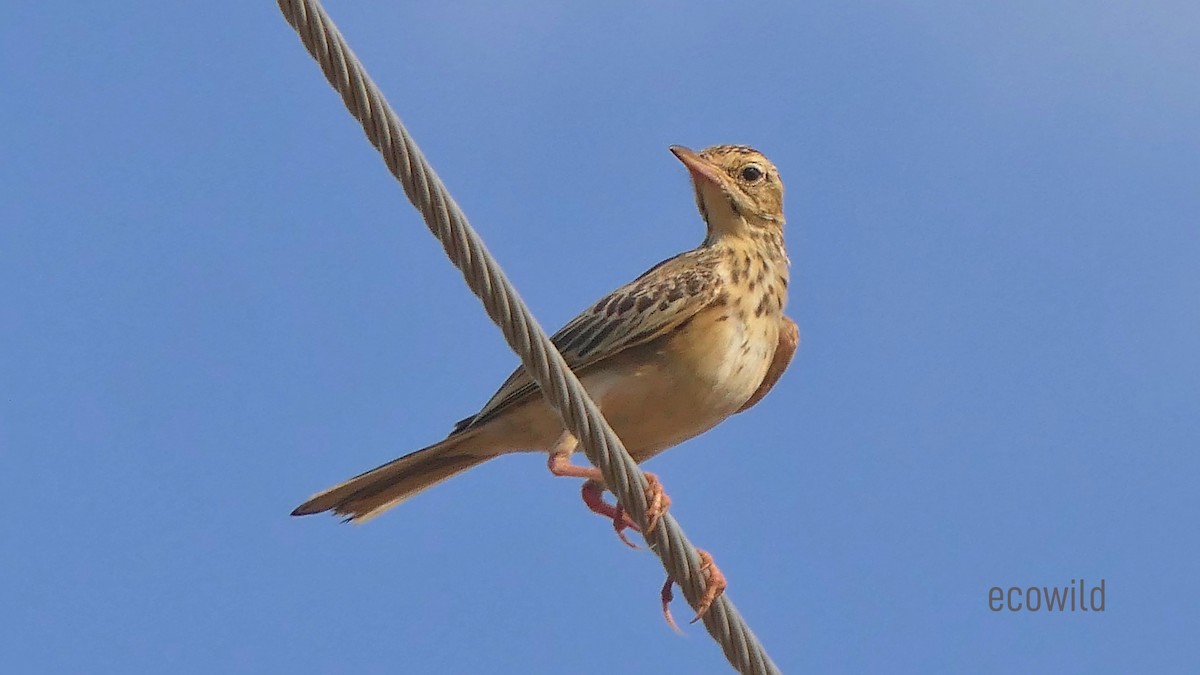 Paddyfield Pipit - Mohan Raj K.