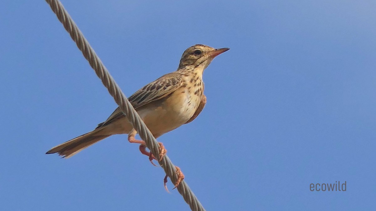 Paddyfield Pipit - ML624088956