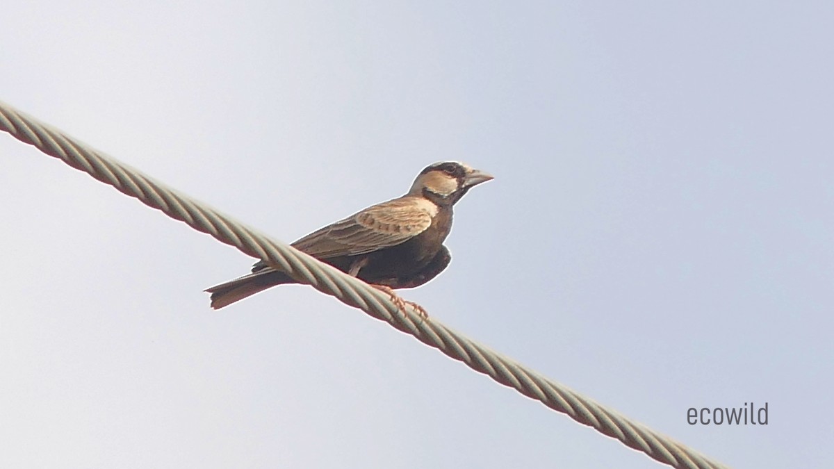 Ashy-crowned Sparrow-Lark - ML624088962