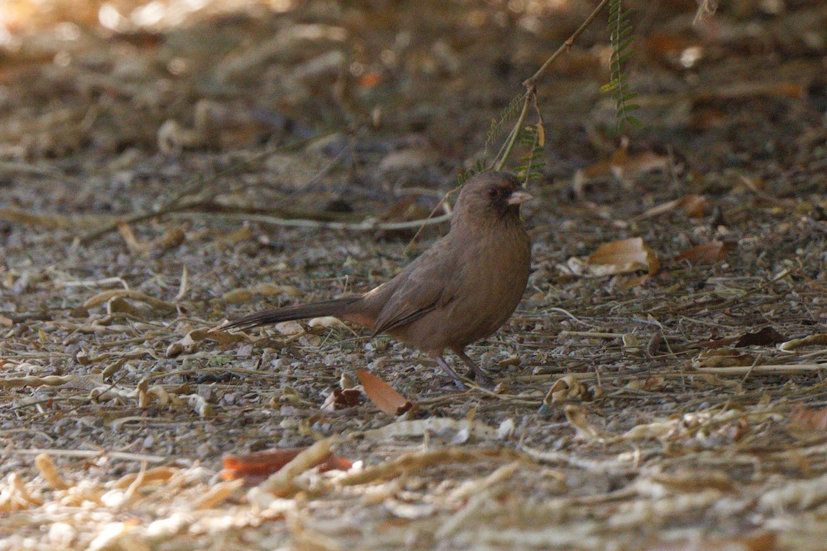 Abert's Towhee - ML624088963