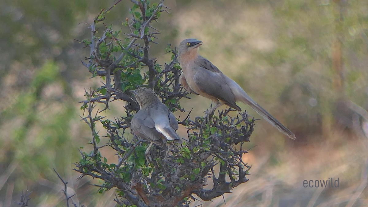 Large Gray Babbler - ML624088967