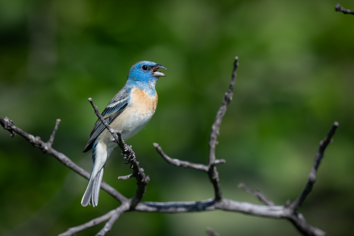 Lazuli Bunting - ML624088968