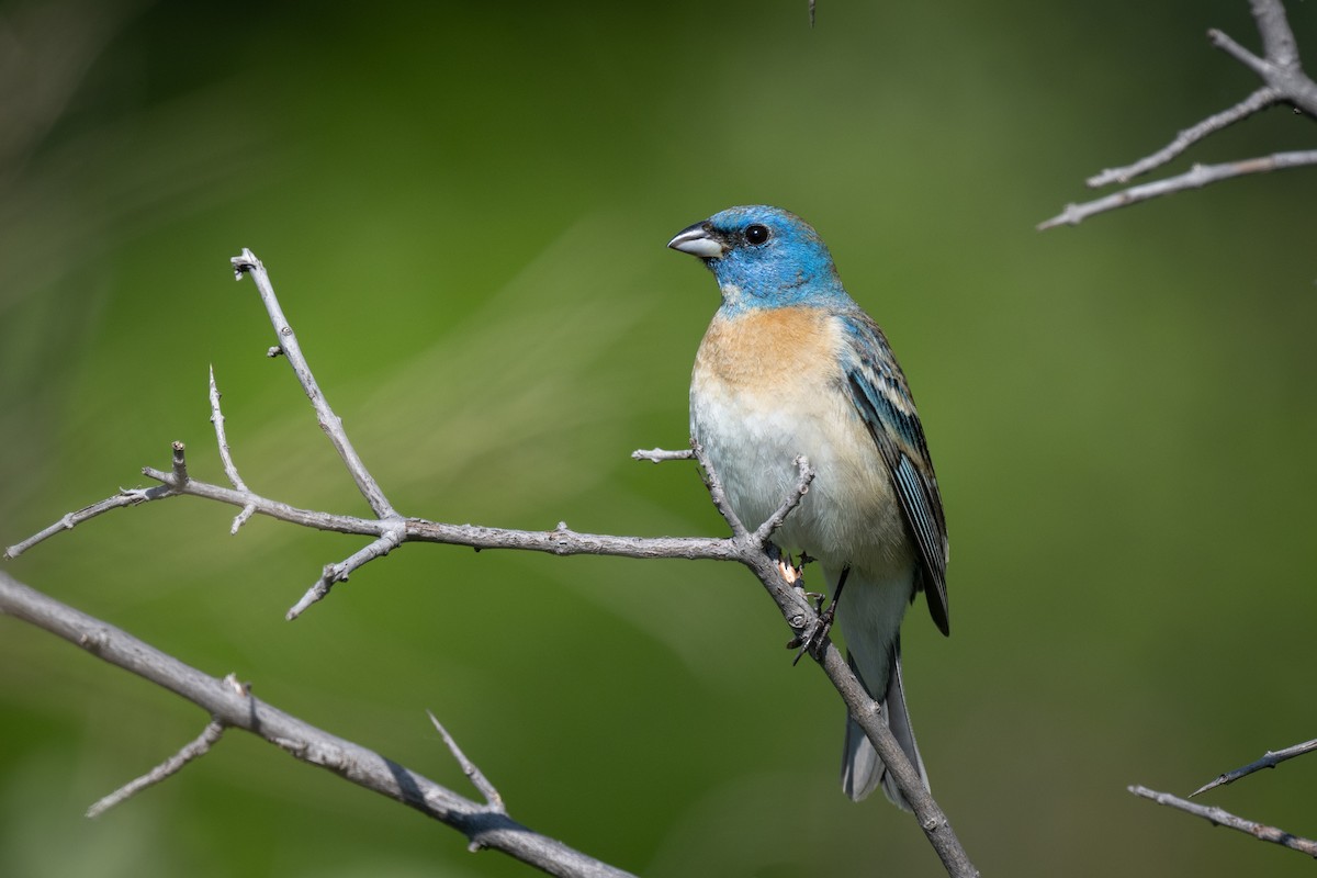 Lazuli Bunting - ML624088969