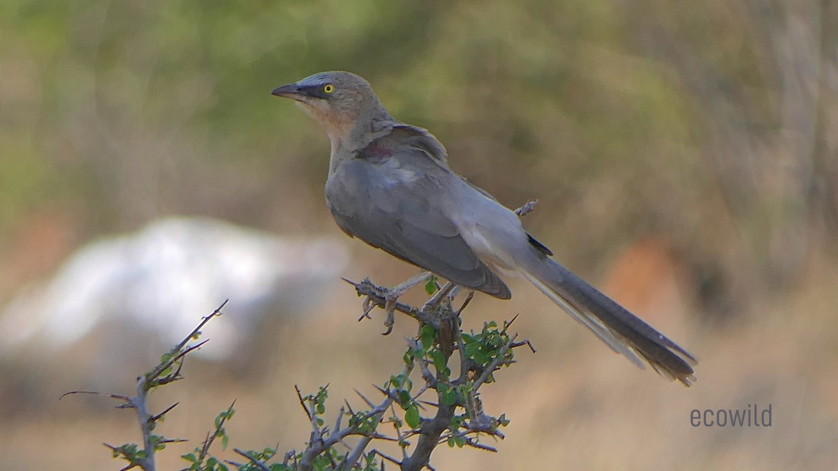 Large Gray Babbler - ML624088970