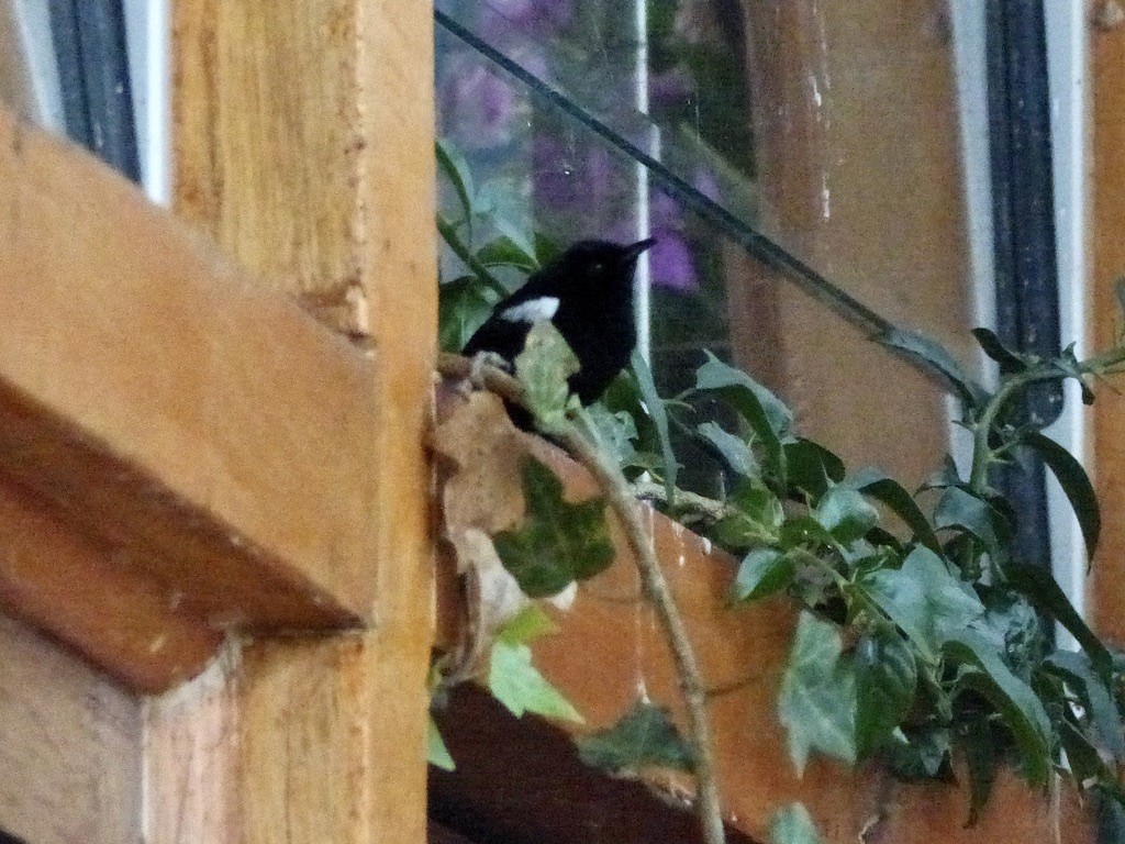 White-shouldered Fairywren - ML624088971
