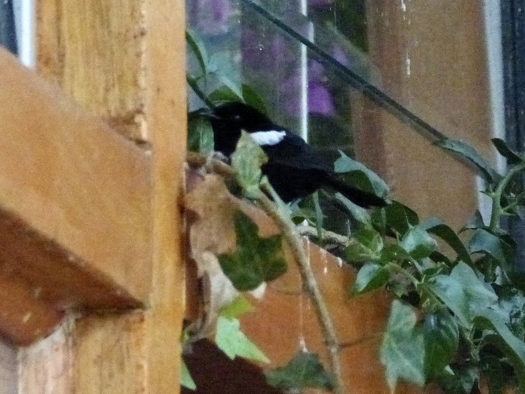 White-shouldered Fairywren - ML624088974