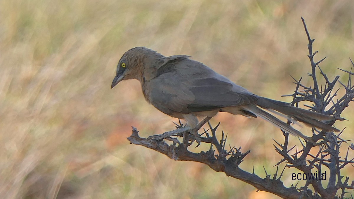 Large Gray Babbler - ML624088976