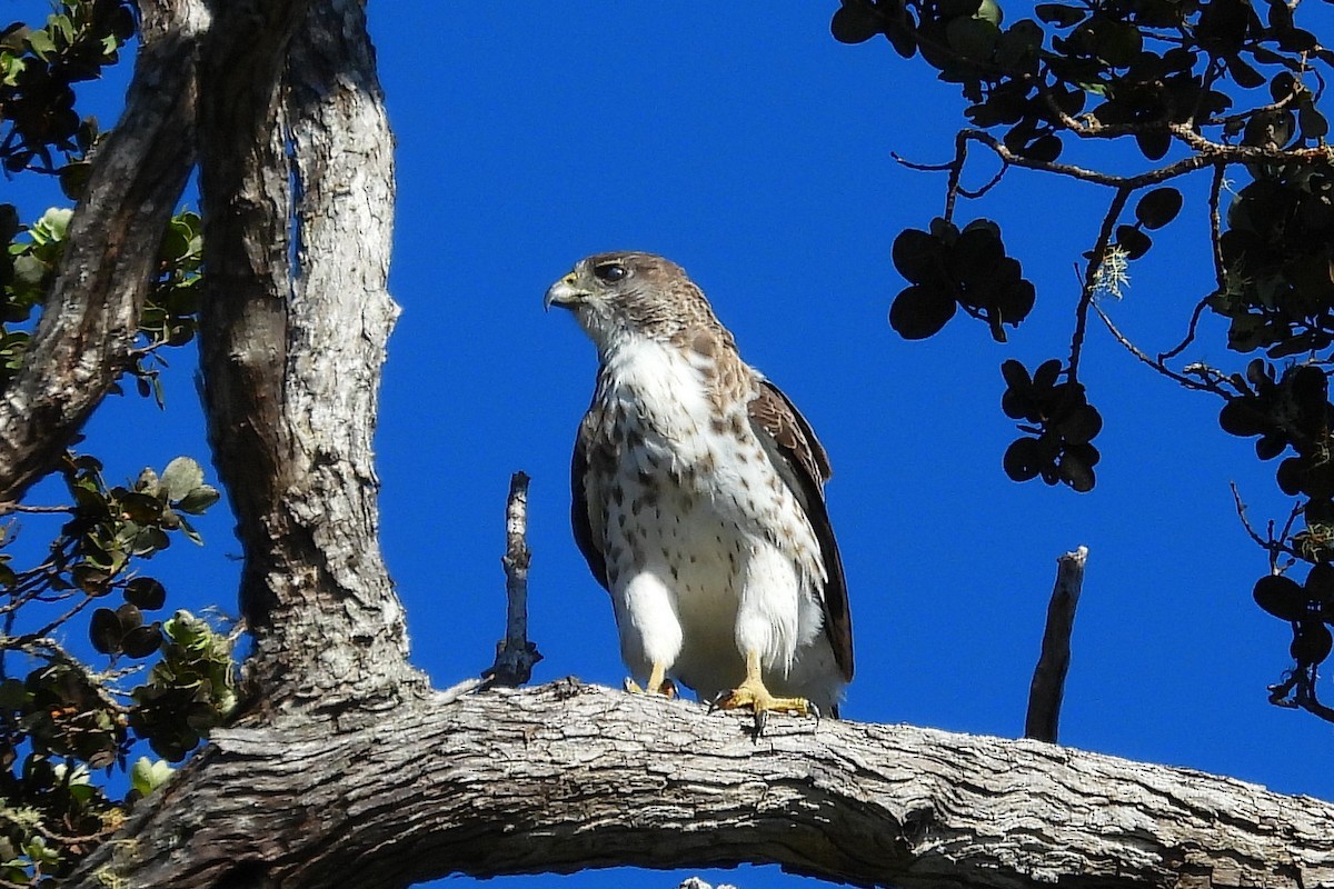 Hawaiian Hawk - ML624088990