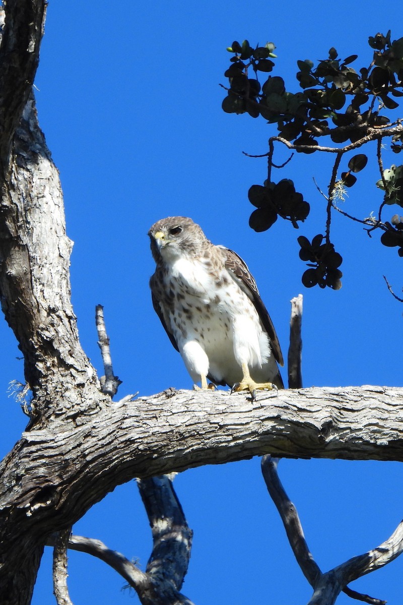 Hawaiian Hawk - ML624088991