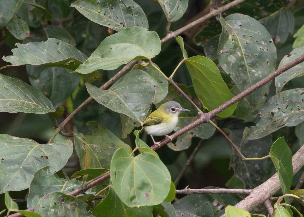 Short-tailed Pygmy-Tyrant - ML624089002