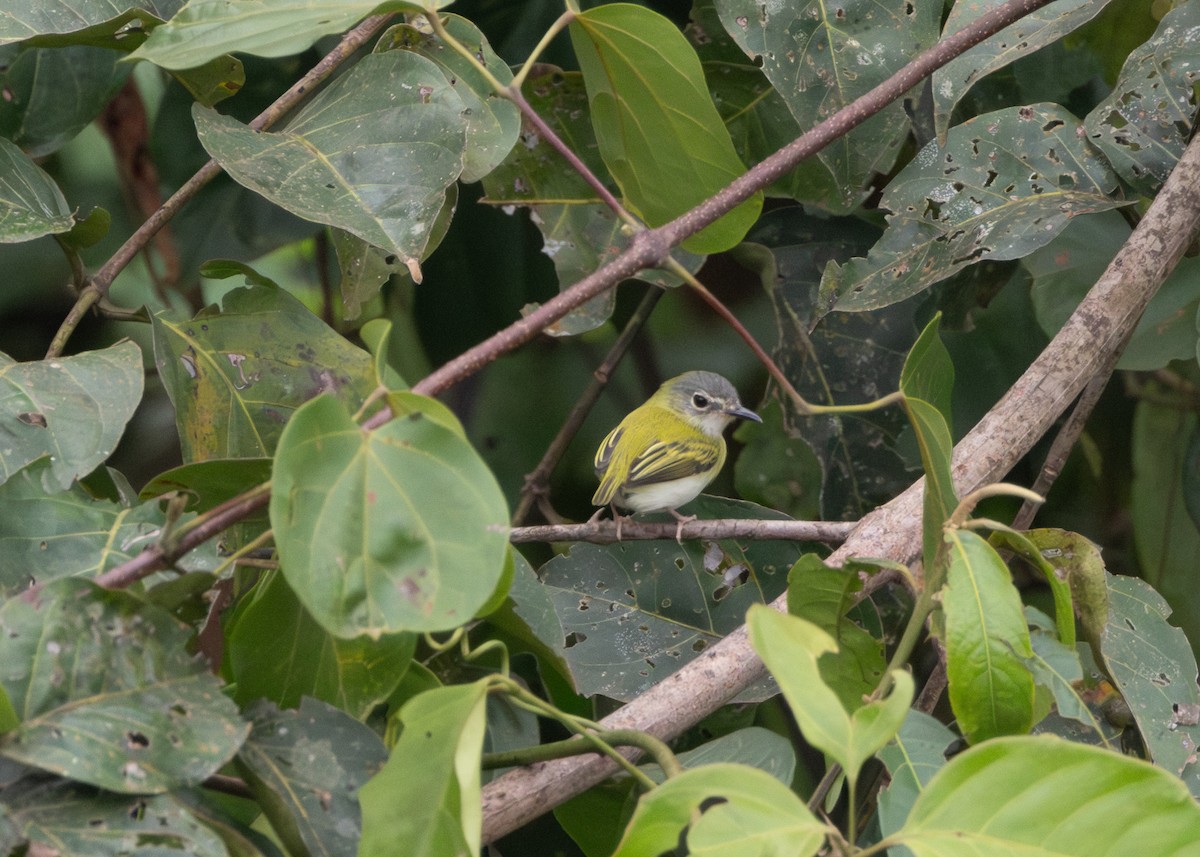 Short-tailed Pygmy-Tyrant - ML624089003