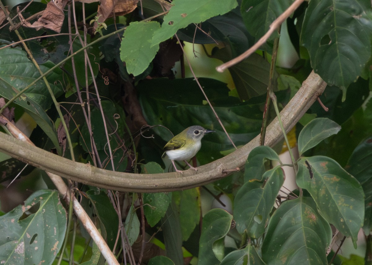 タンビコビトタイランチョウ - ML624089004