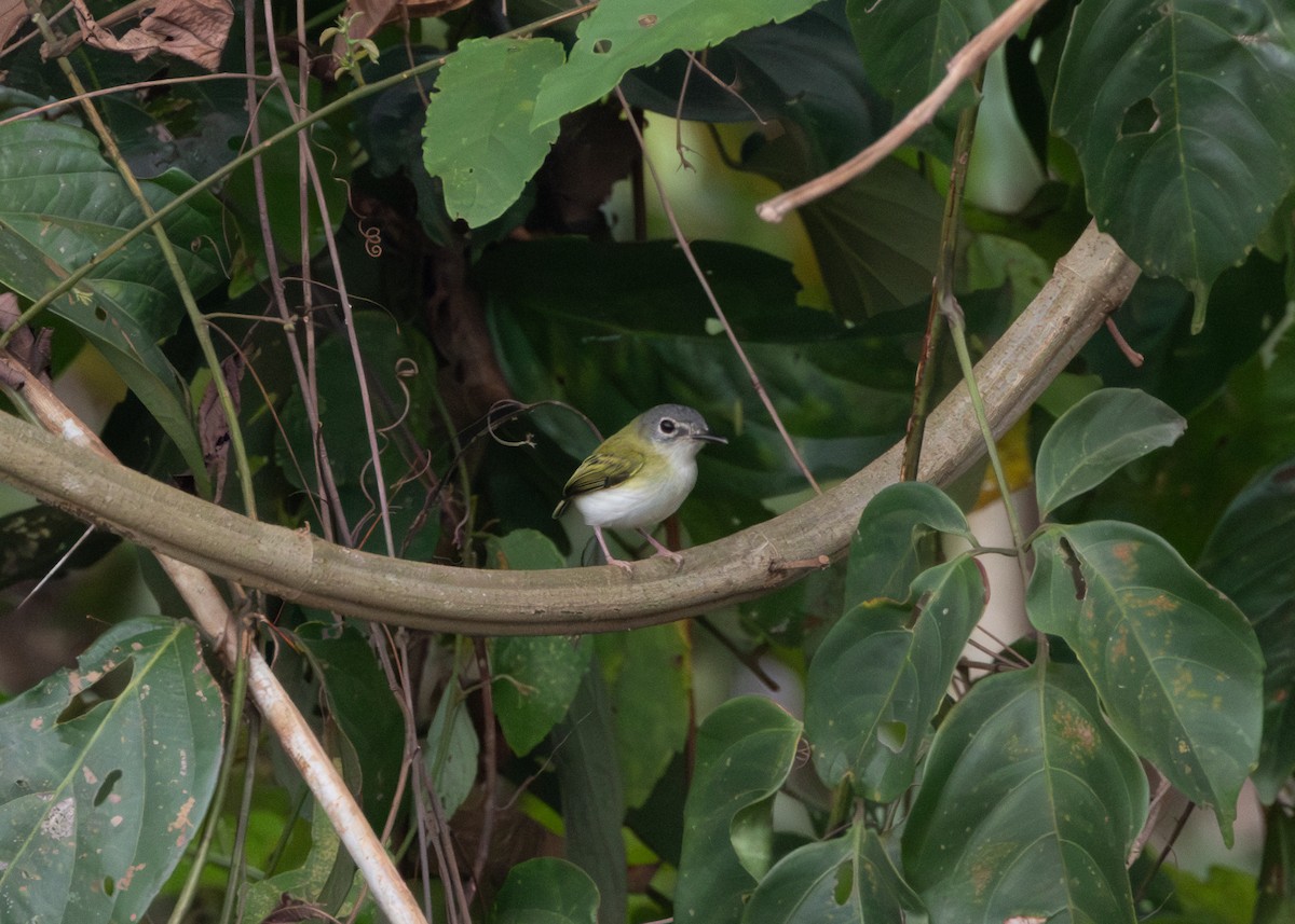 タンビコビトタイランチョウ - ML624089005