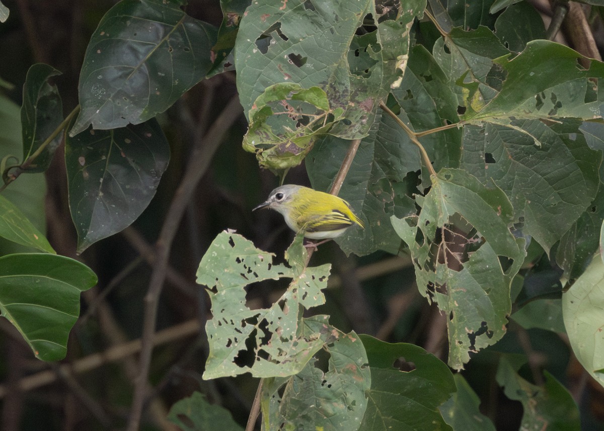 Short-tailed Pygmy-Tyrant - ML624089007