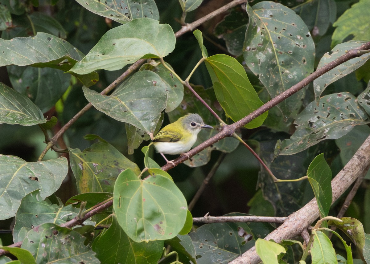 Short-tailed Pygmy-Tyrant - ML624089008