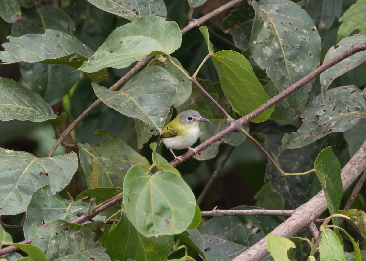 Short-tailed Pygmy-Tyrant - ML624089009