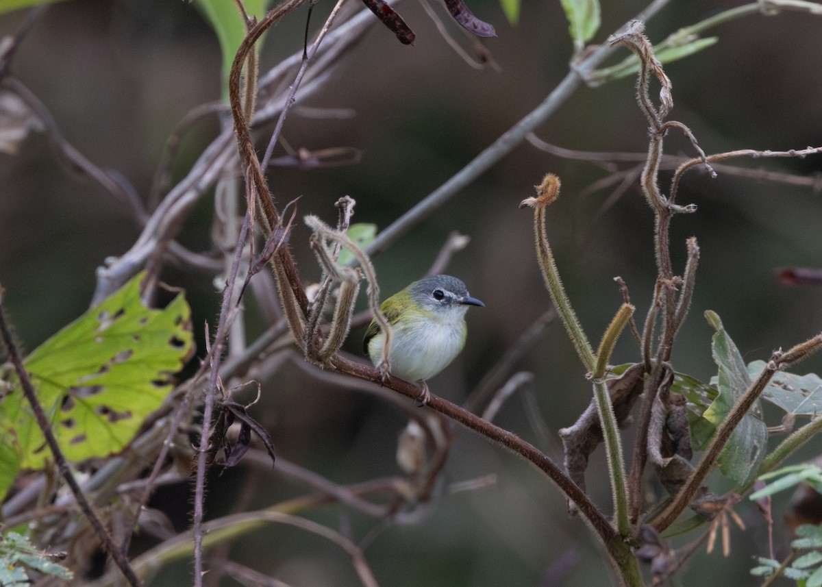 Short-tailed Pygmy-Tyrant - ML624089010