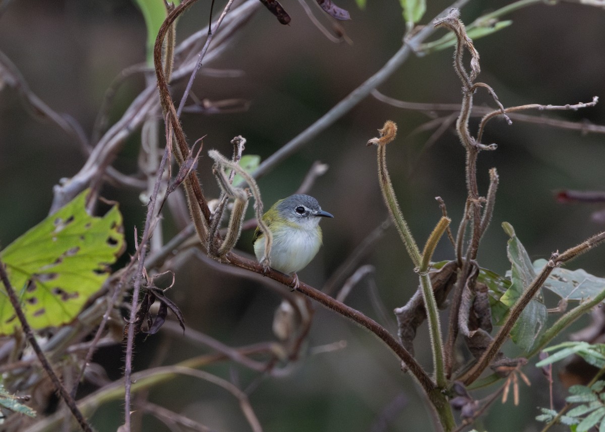 Short-tailed Pygmy-Tyrant - ML624089011