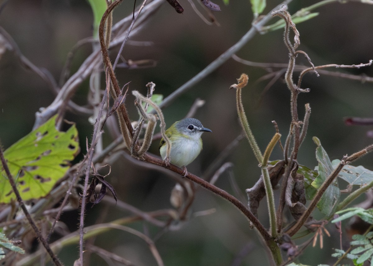 Short-tailed Pygmy-Tyrant - ML624089012