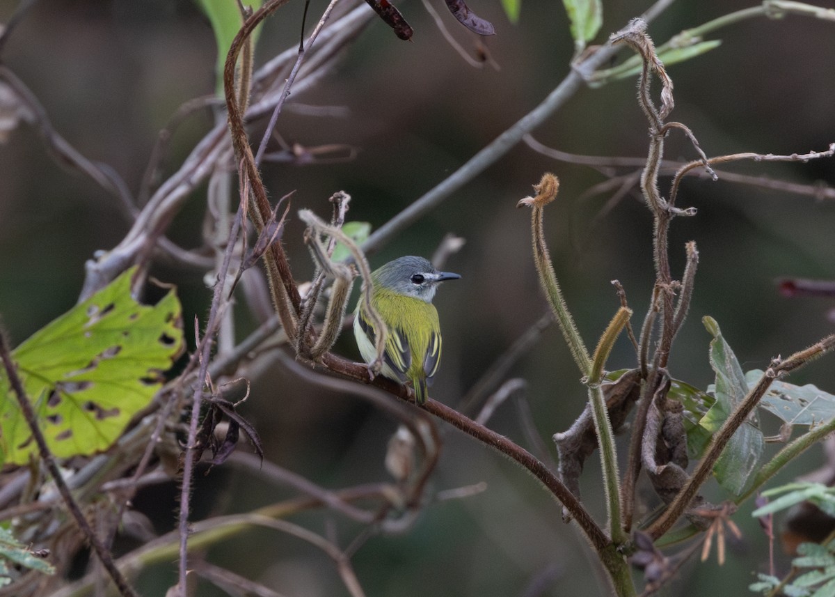 Short-tailed Pygmy-Tyrant - Silvia Faustino Linhares