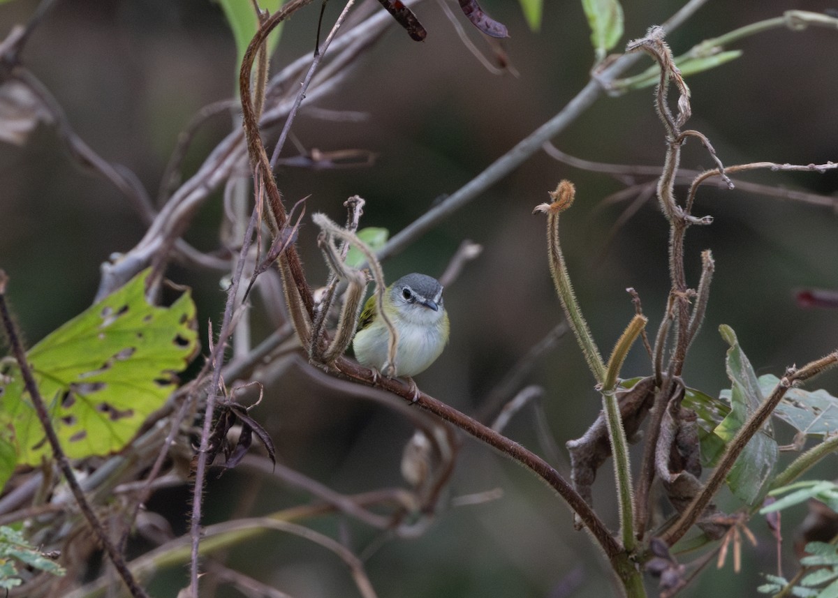 Short-tailed Pygmy-Tyrant - ML624089014