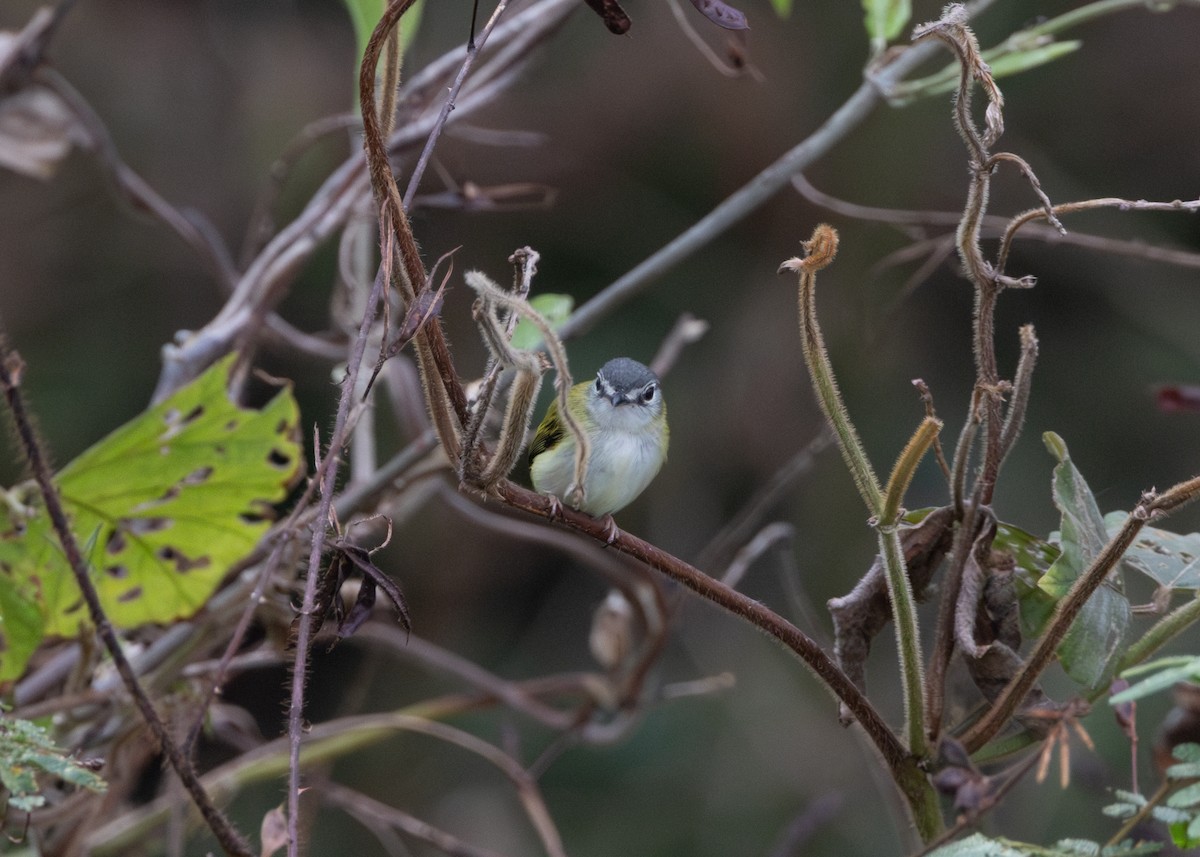 Short-tailed Pygmy-Tyrant - ML624089015