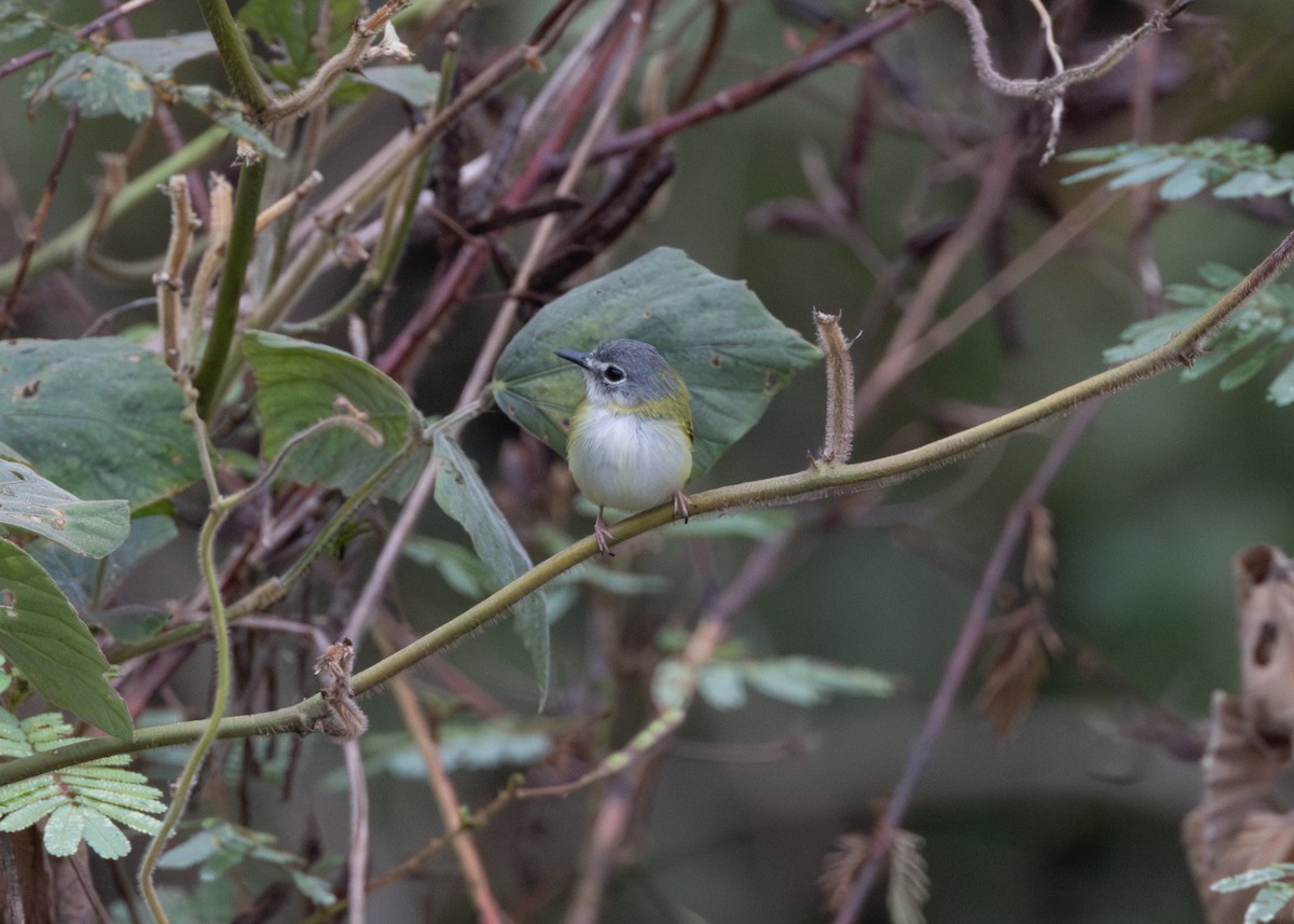 Short-tailed Pygmy-Tyrant - Silvia Faustino Linhares