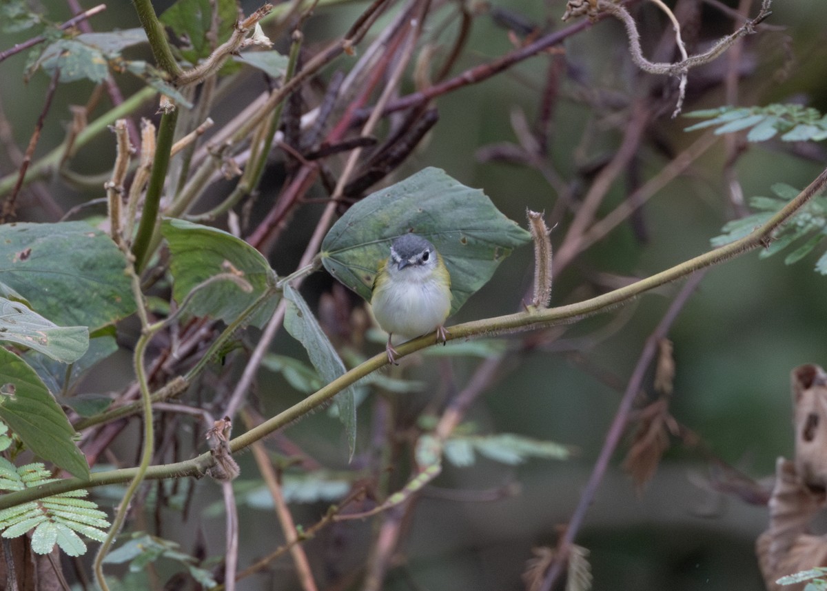 Short-tailed Pygmy-Tyrant - ML624089017