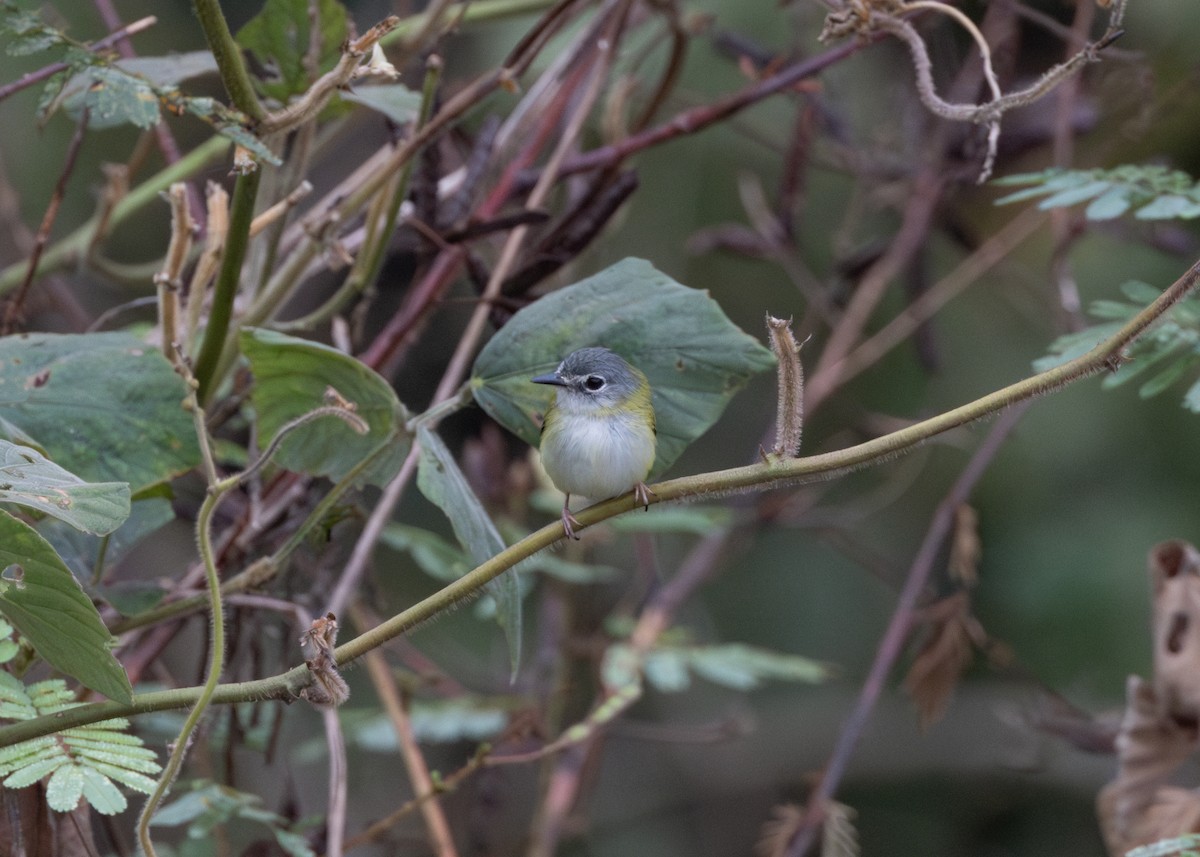 Short-tailed Pygmy-Tyrant - ML624089018