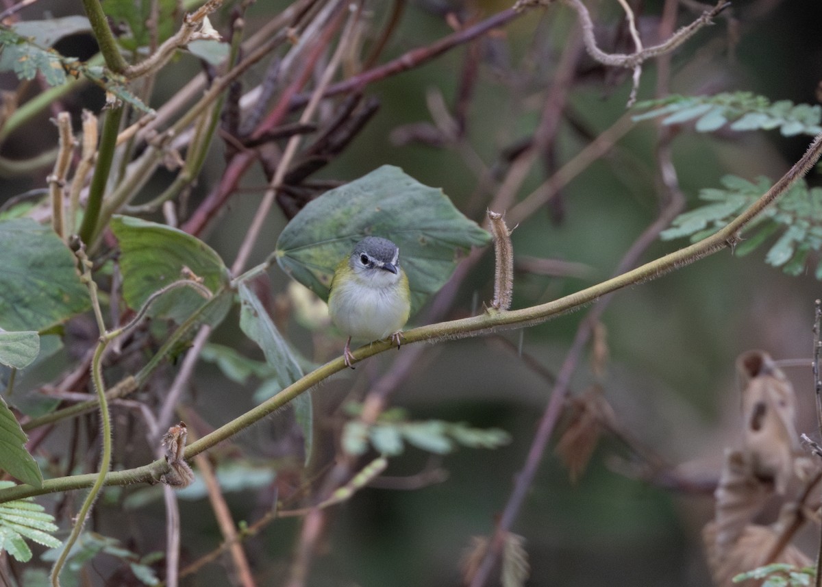 Short-tailed Pygmy-Tyrant - ML624089019