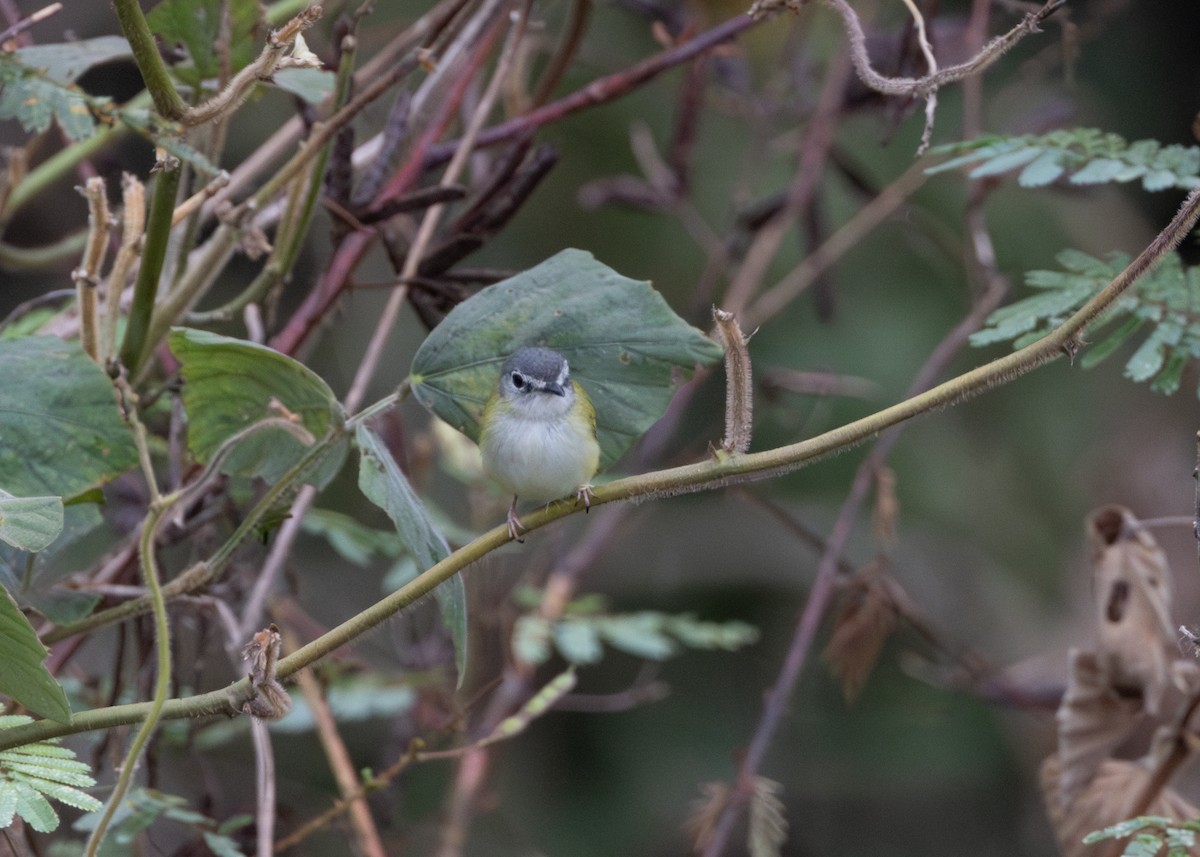 Short-tailed Pygmy-Tyrant - Silvia Faustino Linhares