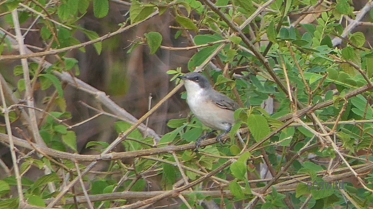 Lesser Whitethroat - ML624089056