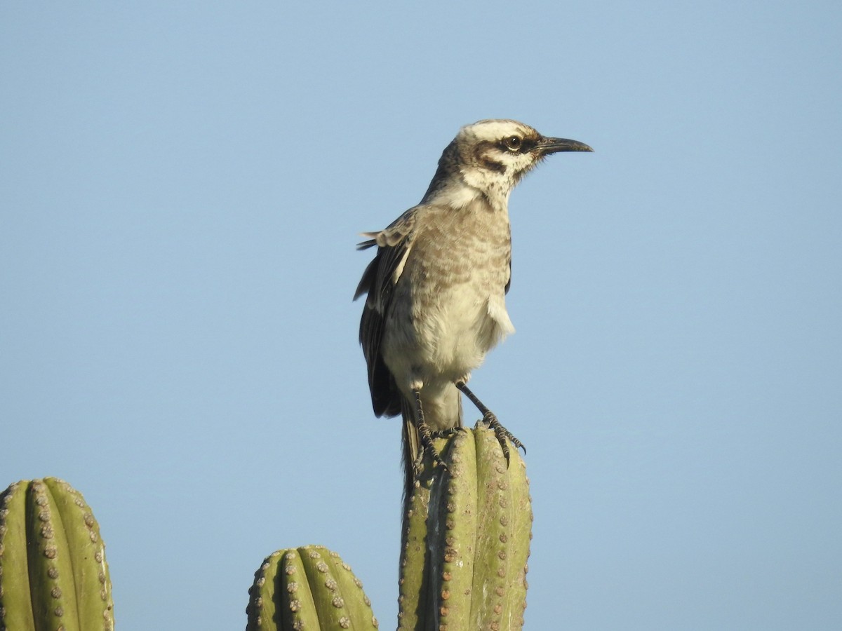 Long-tailed Mockingbird - ML624089237