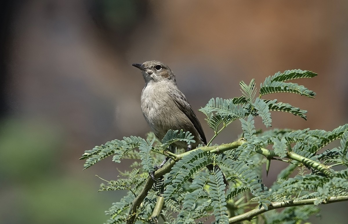 Brown-tailed Chat - ML624089238